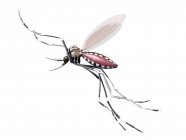 Flying adult female mosquito — Stock Photo