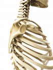Shoulder joint, glenoid cavity — Stock Photo