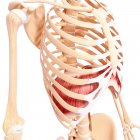 Thoracic diaphragm muscles — Stock Photo