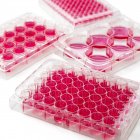 Close-up of cell culture plates on white background. — Stock Photo