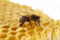 Abeja de miel en panal - foto de stock