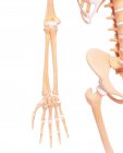Arm- und Beckenknochen — Stockfoto