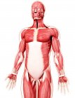 Musculatura do corpo humano — Fotografia de Stock