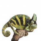 Veiled chameleon on tree branch — Stock Photo