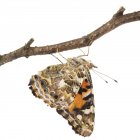 Papillon dame peinte — Photo de stock