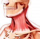 Human neck musculature — Stock Photo