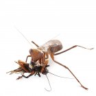 Mantis africana comiendo un grillo de campo negro - foto de stock