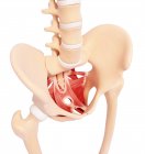 Musculature de la hanche humaine — Photo de stock