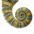 Veiled chameleon tail — Stock Photo
