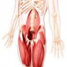 Musculatura de las caderas humanas - foto de stock
