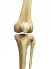 Renderizado visual de huesos de rodilla - foto de stock