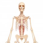 Musculatura dorsal humana - foto de stock