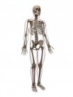 Vista de osso de bezerro — Fotografia de Stock