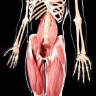 Human leg musculature — Stock Photo