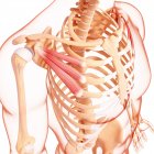 Musculatura del hombro humano - foto de stock
