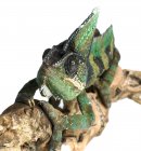 Adulto camaleonte velato — Foto stock