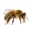 Взрослая пчела — стоковое фото