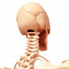 Ossa craniche e colonna vertebrale cervicale — Foto stock