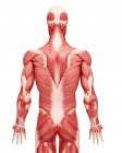 Anatomia della muscolatura maschile — Foto stock