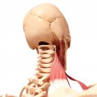 Human neck musculature — Stock Photo