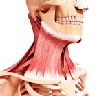 Людського шиї мускулатури — стокове фото