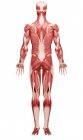 Vista da musculatura humana — Fotografia de Stock