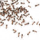 Колония лесных муравьёв — стоковое фото
