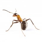 Trabajador hormiga madera - foto de stock