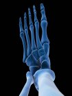 Reproduction visuelle des os du pied — Photo de stock