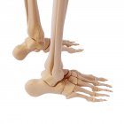 Huesos del pie humano anatomía estructural - foto de stock
