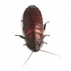 Madagascar sibilante scarafaggio — Foto stock
