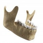 Anatomía de la mandíbula humana - foto de stock