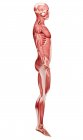 Anatomie de la musculature masculine — Photo de stock