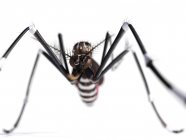 Взрослая самка комара — стоковое фото