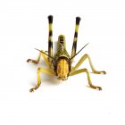 Adult Locust on white background — Stock Photo