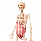 Musculature du noyau humain — Photo de stock