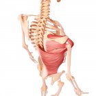 Muscolatura della schiena umana — Foto stock