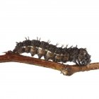 Painted lady caterpillar on branch — Stock Photo