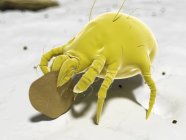 Dust mite consuming skin flake — Stock Photo