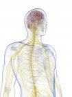 Sistema nervoso umano — Foto stock