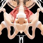 Musculatura humana do quadril — Fotografia de Stock