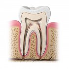 Здоровая анатомия зубов — стоковое фото