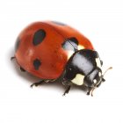 Seven-spot ladybird — Stock Photo