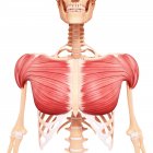 Мышцы груди человека — стоковое фото