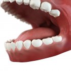 Здоровые зубы и жвачка — стоковое фото