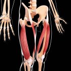 Human legs musculature — Stock Photo