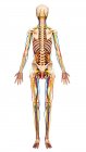 Anatomía estructural femenina - foto de stock