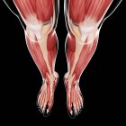 Musculatura de las piernas y estructura ósea - foto de stock