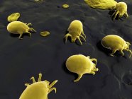 Mikroskopisch kleine Hausstaubmilben auf dem Boden — Stockfoto