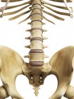Rendering visivo della colonna vertebrale e del sacro — Foto stock